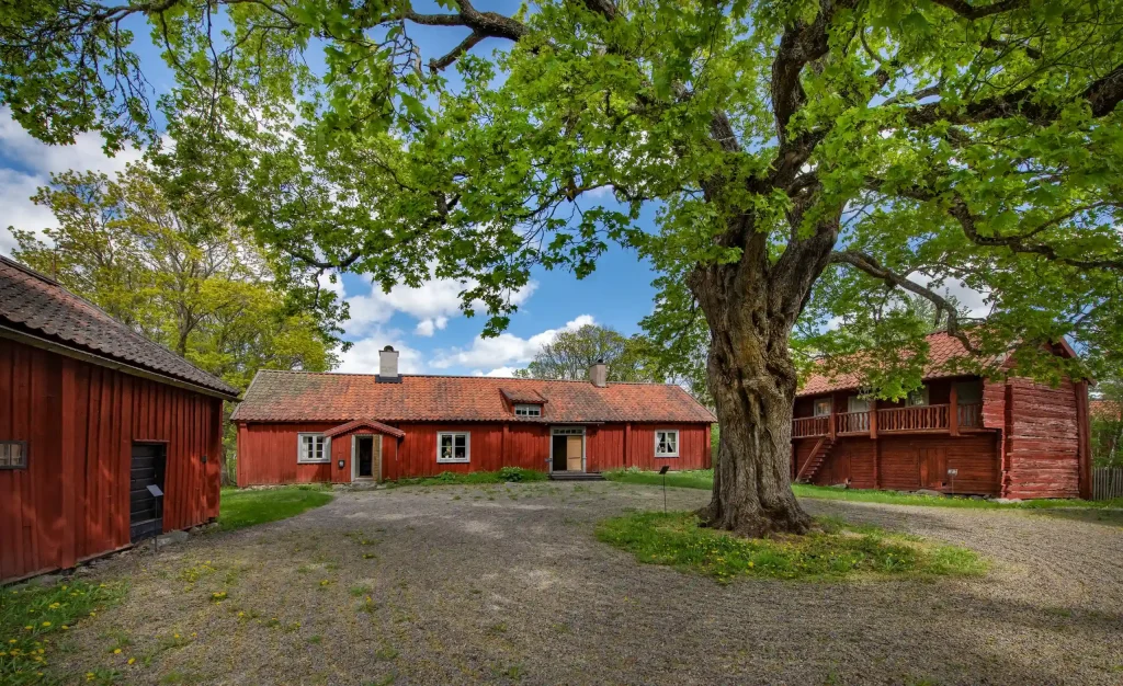 Röda gamla stugor runt en innergård med en stor lönn.