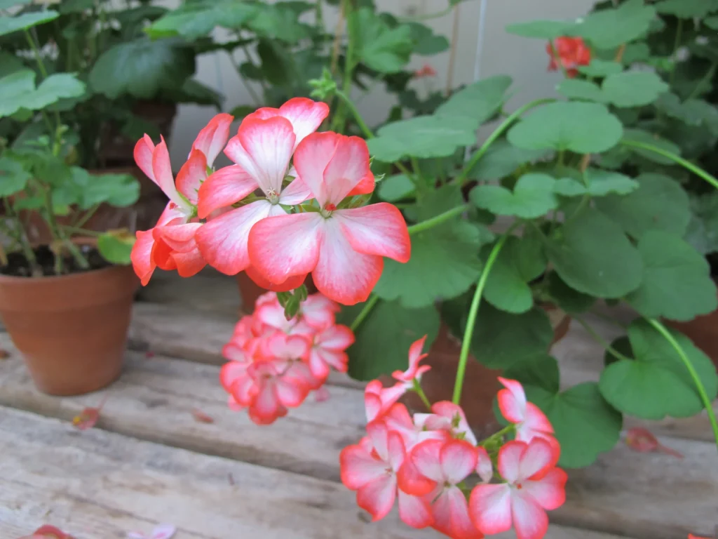 Rosa pelargoner i kruka.