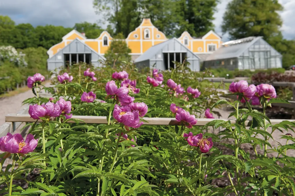 En samling rosa pioner i fokus och ett gult hus med vita knutar samt växthus i bakgrunden.