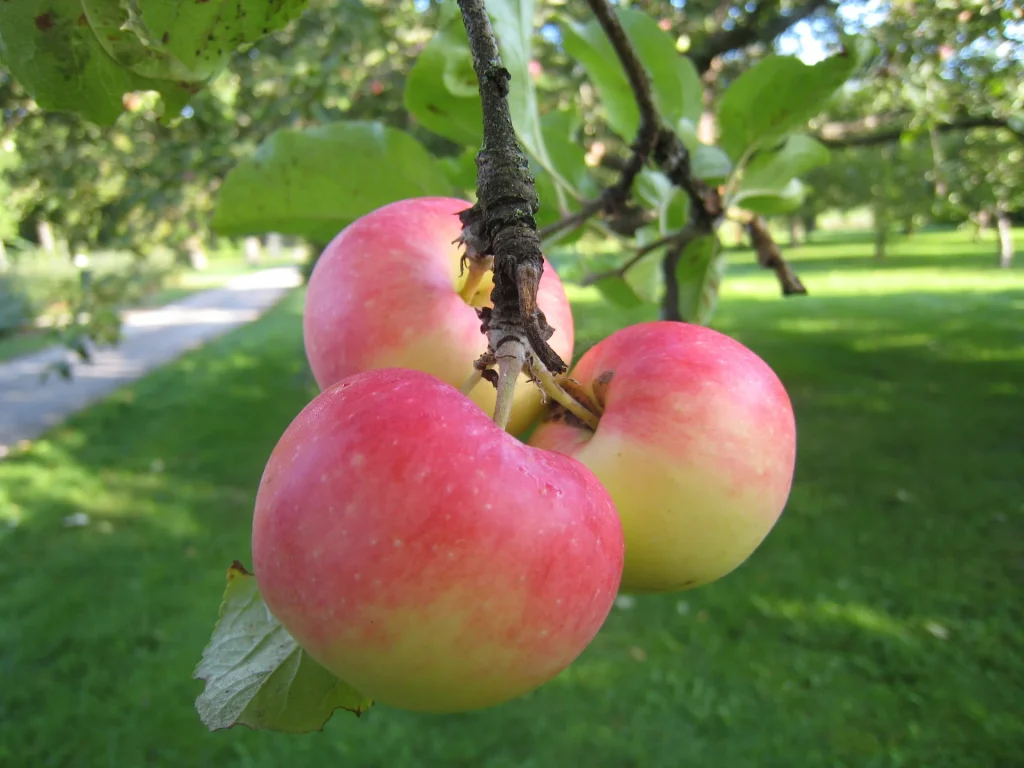 Tre ljusröda äpplen i närbild som hänger från ett öppelträd.