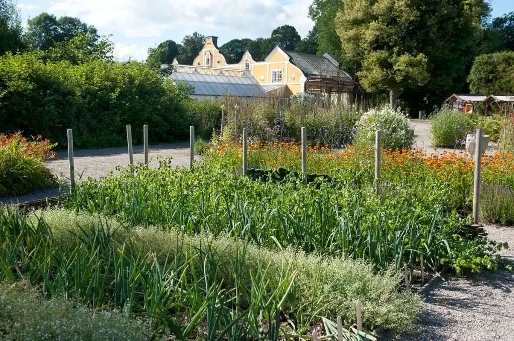 Välorganiserad köksträdgård utomhus, med växthus och gult hus med vita knutar i bakgrunden.