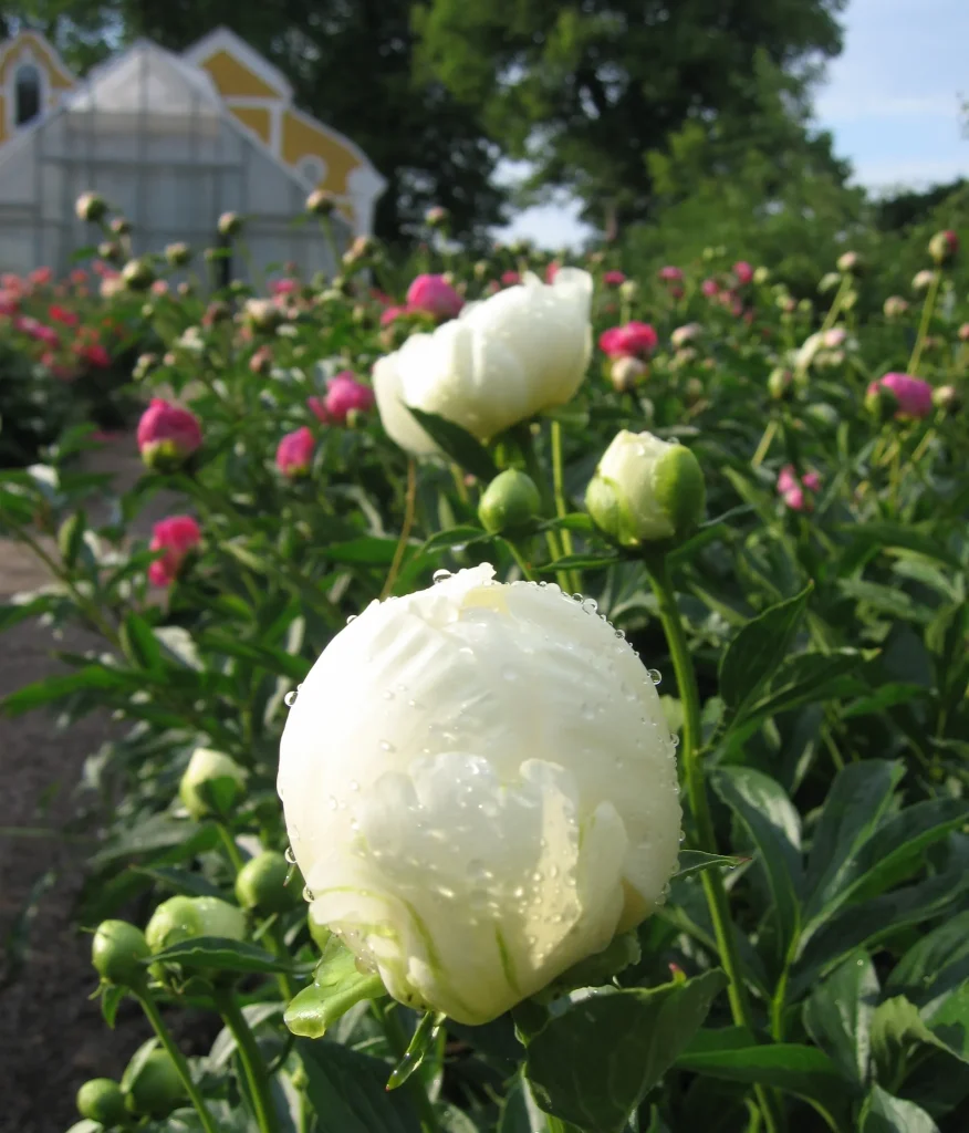 Vita och rosa pelagoner i en pelargonsamling utomhus.