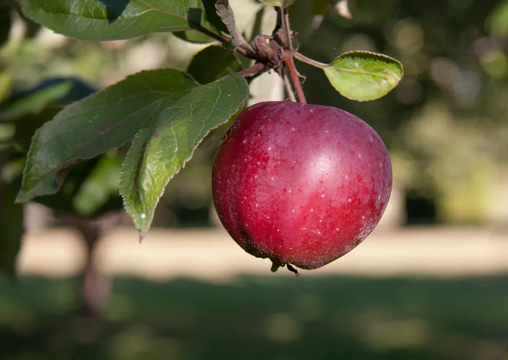 Närbild på ett rött äpple som hänger i ett äppelträd.