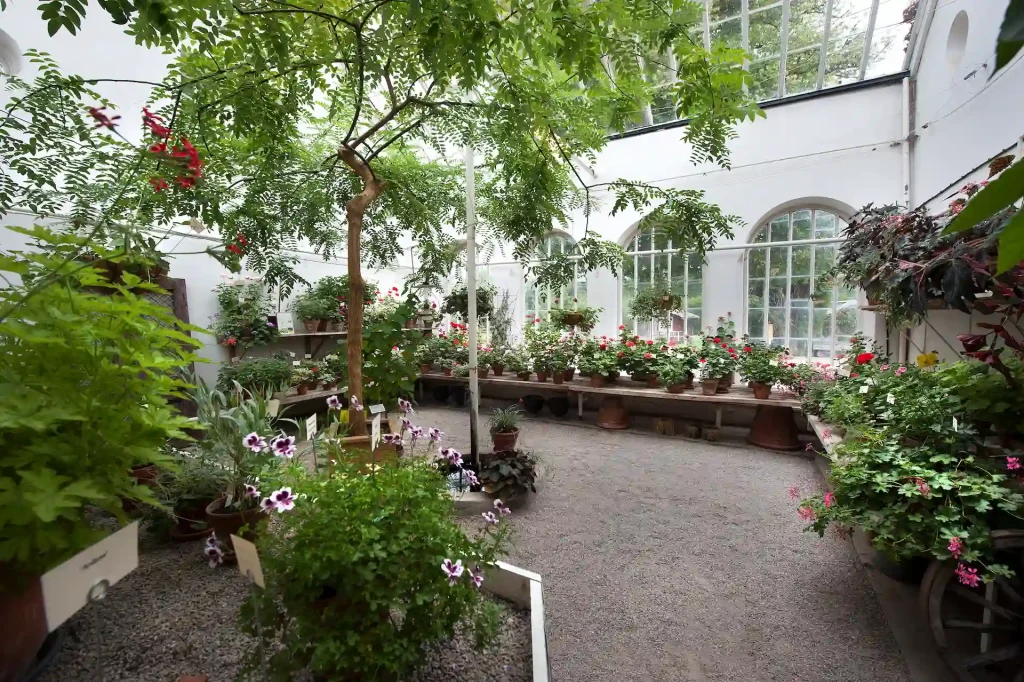 Ett orangerie med blommor i olika färger i krukor, stora glasfönster samt glastak. Det står också stora växter och mindre träd på marken.