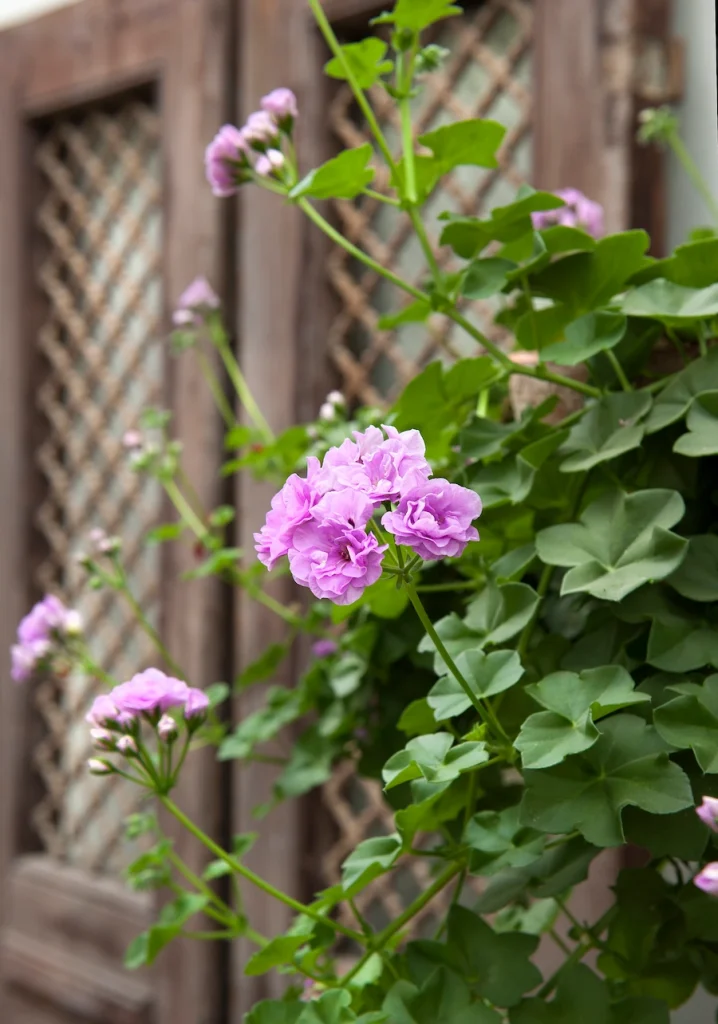 Lila pelargoner i växthus.