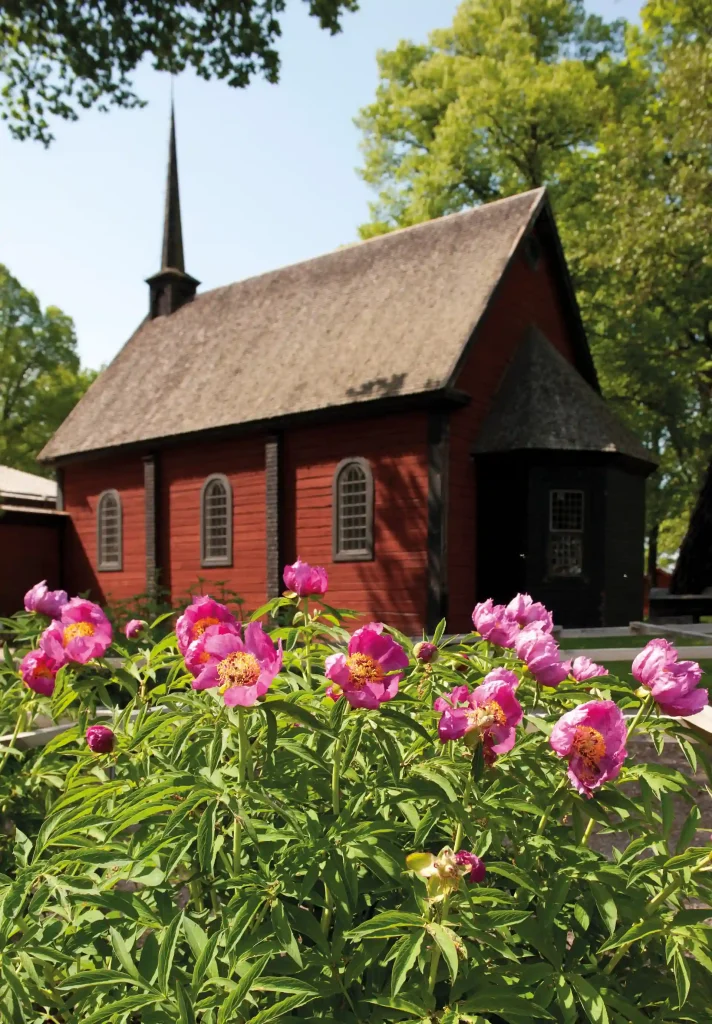 En samling rosa pioner med rött trähus med svarta knutar i bakgrunden.