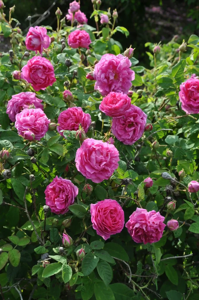 Rosa rosor i en rossamling utomhus.