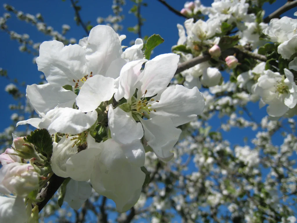 Vita blommor fotade underifrån med blå himmel i bakgrunden.