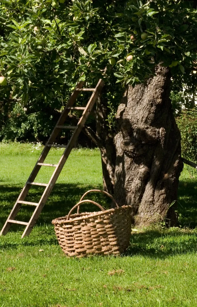Ett gammalt knotigt äppelträd med en stege lutat mot stammen, på gräset nedanför står en korg.