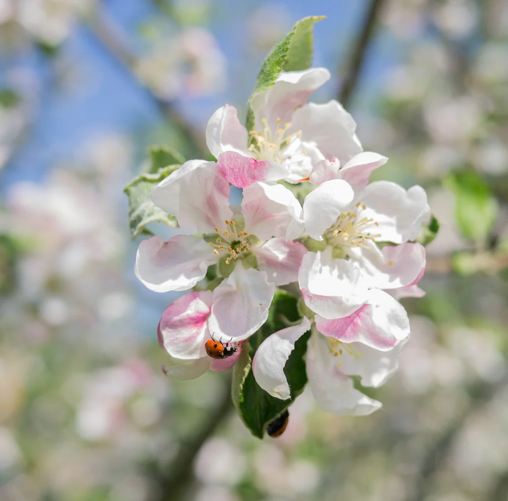Närbild av äppelblom med en nyckelpiga som pollinerar blomman.