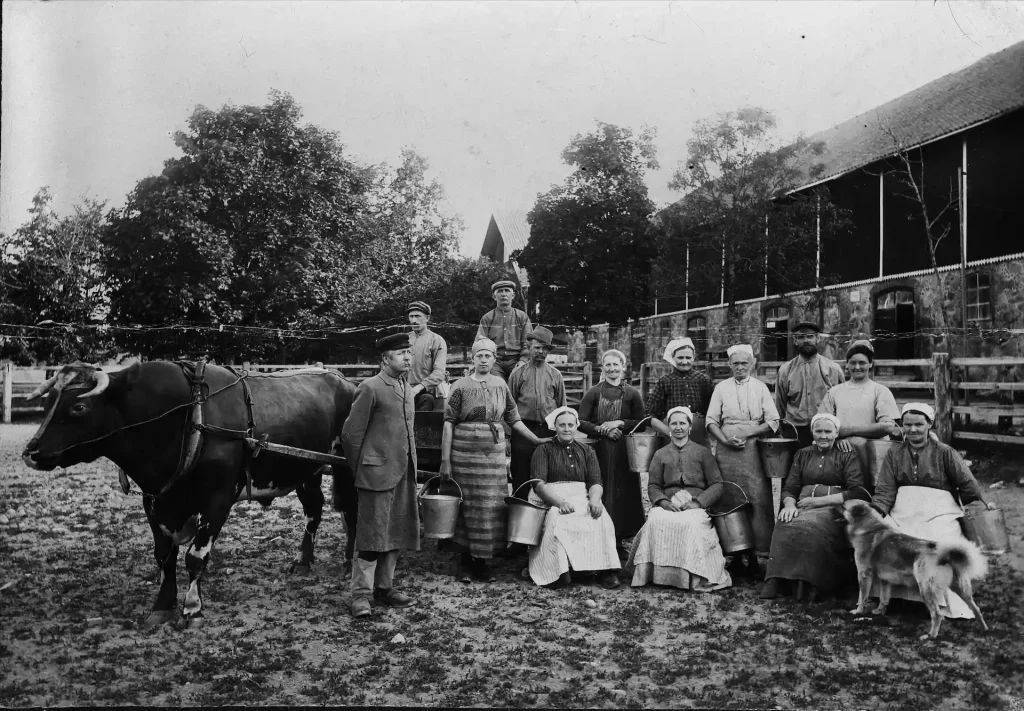 Svartvitt fotografi på en ko till vänster och 14 personer, både män och kvinnor. Kvinnorna har på sig förkläden och huvuddukar, männen har på sig kläder i lantbruks-stil.