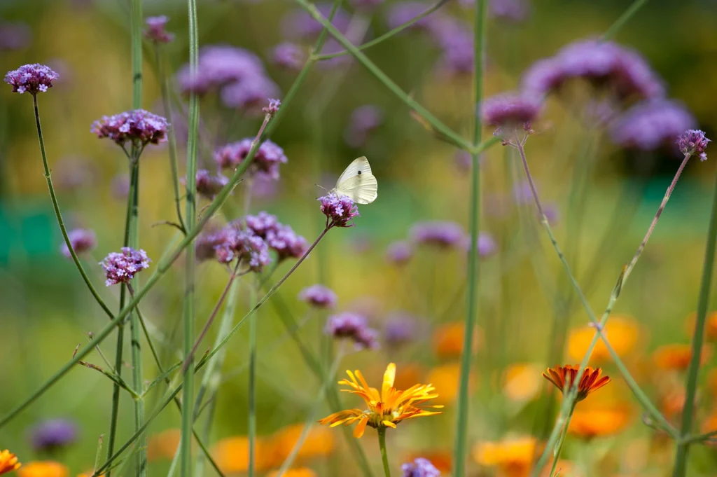 Närbild av lila verbena, ringblommor och en citronfjäril.