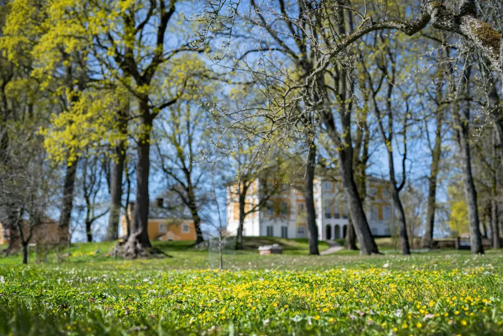 I förgrunden vårblommor och lindar som börjar få knopp, i bakgrunden sen gul och vit herrgårdsbyggnad.